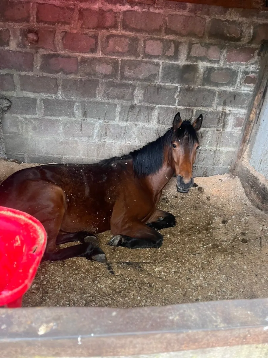 Horse - Image 3