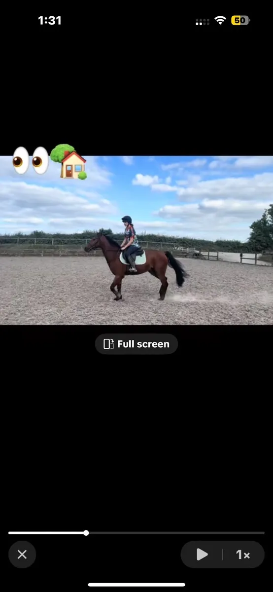 Horse - Image 4