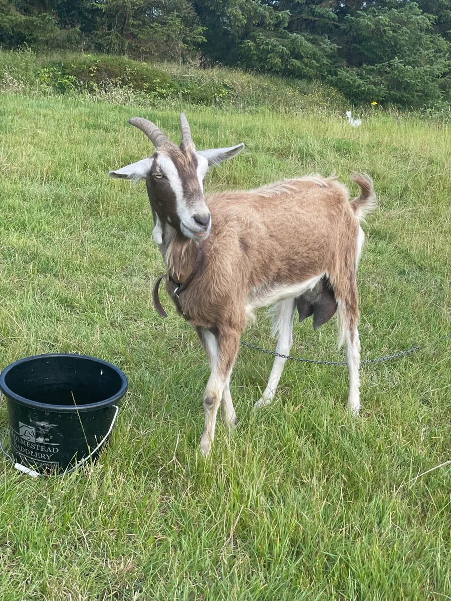 Female goat - Image 3