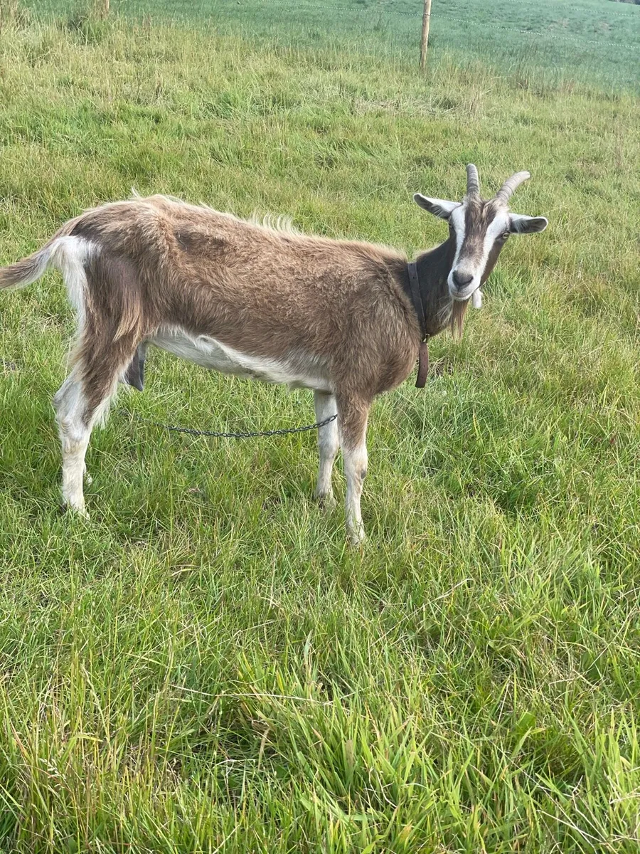 Female goat - Image 4