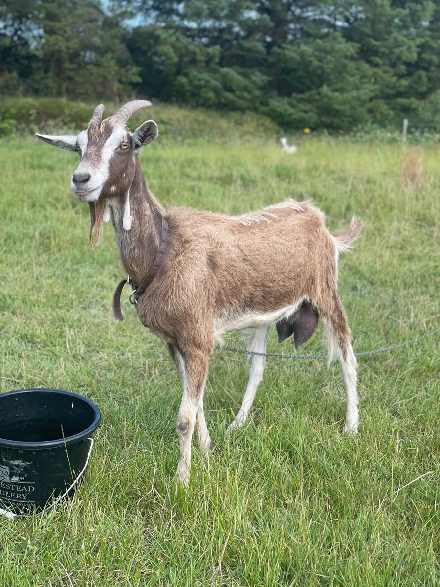 Female goat - Image 1