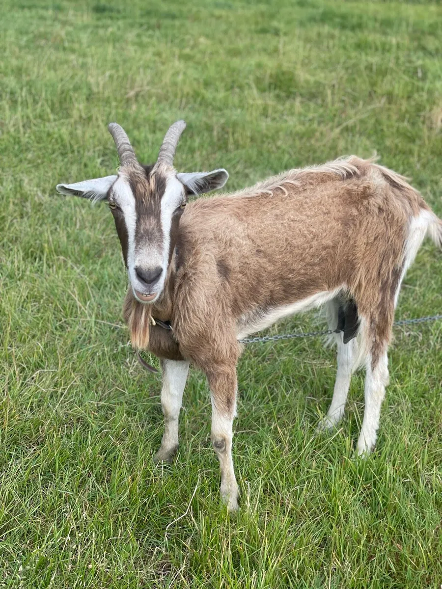 Female goat - Image 2