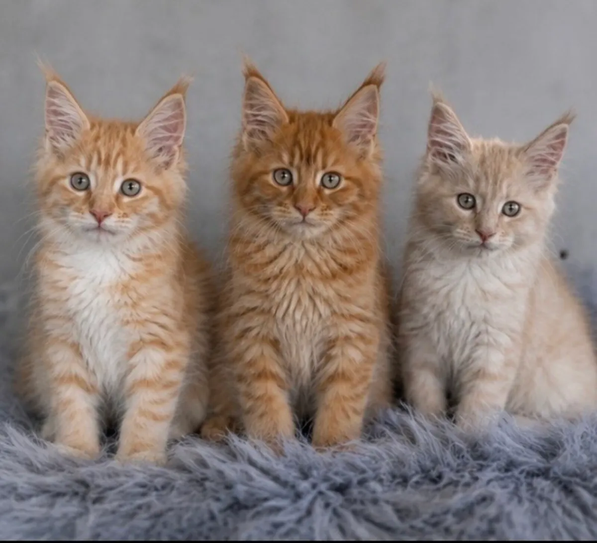 Maine coon kittens - Image 4