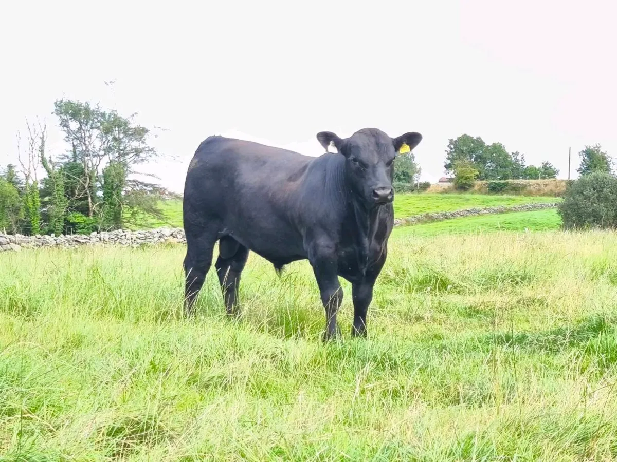 Angus bull - Image 1