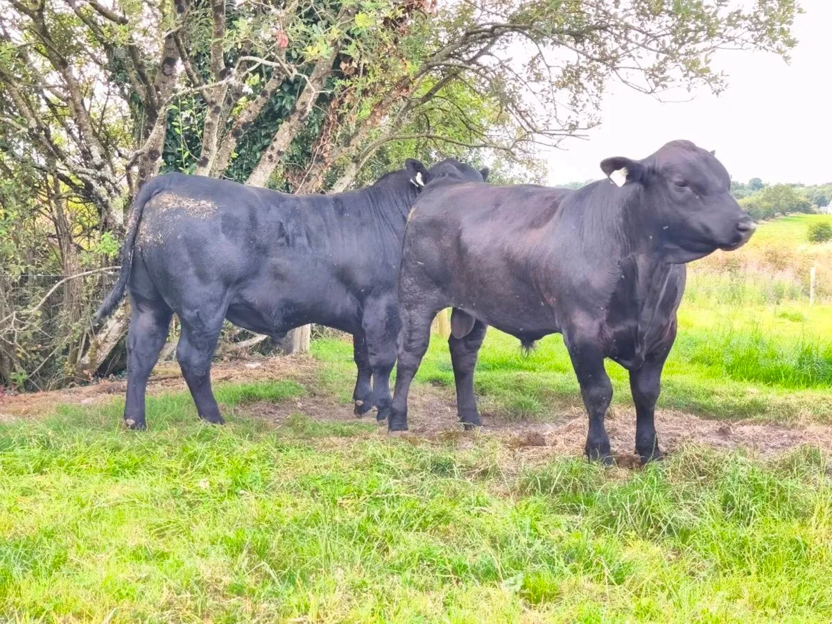 Angus bull - Image 2