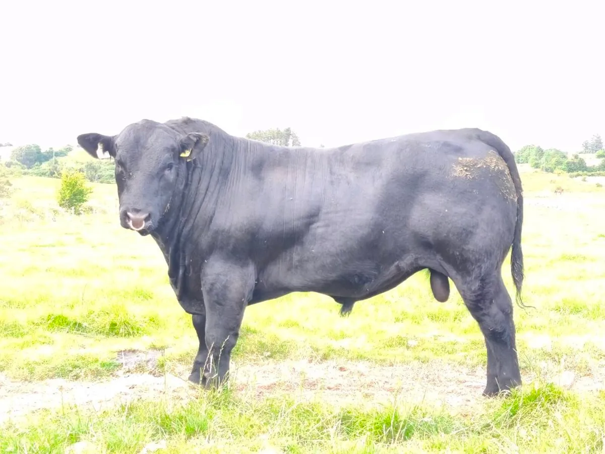 Angus bull - Image 3