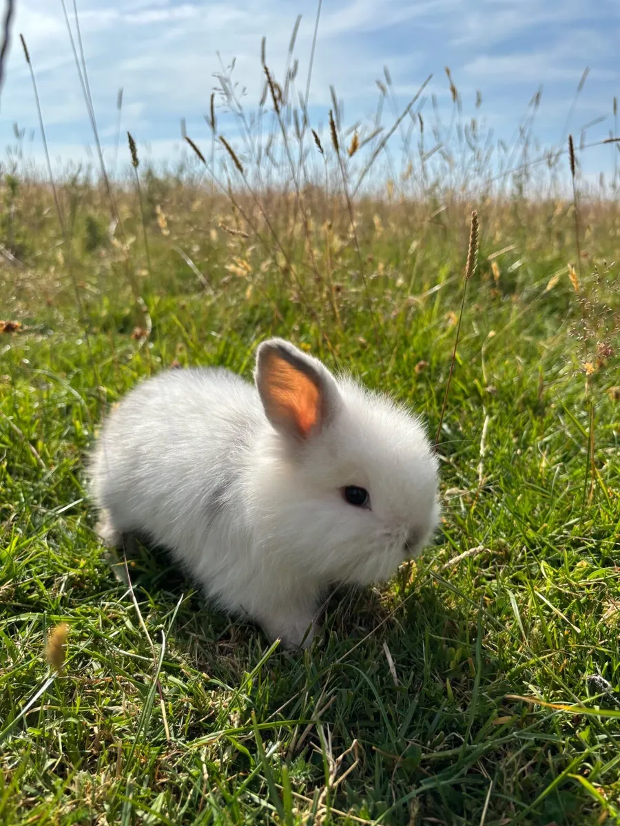 Rabbits/bunny’s and hutches - Image 1