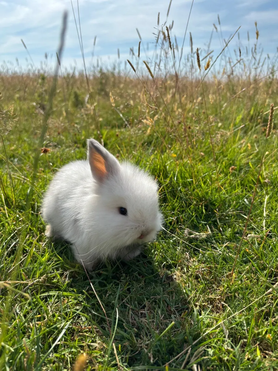 Rabbits/bunny’s and hutches - Image 2