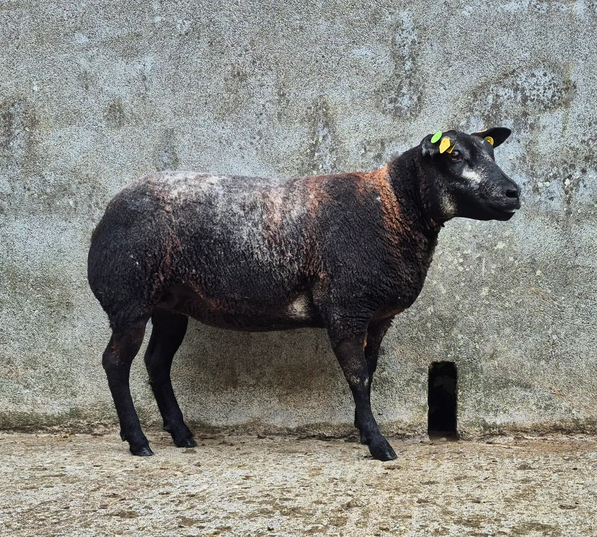 Blue Texel - Image 1