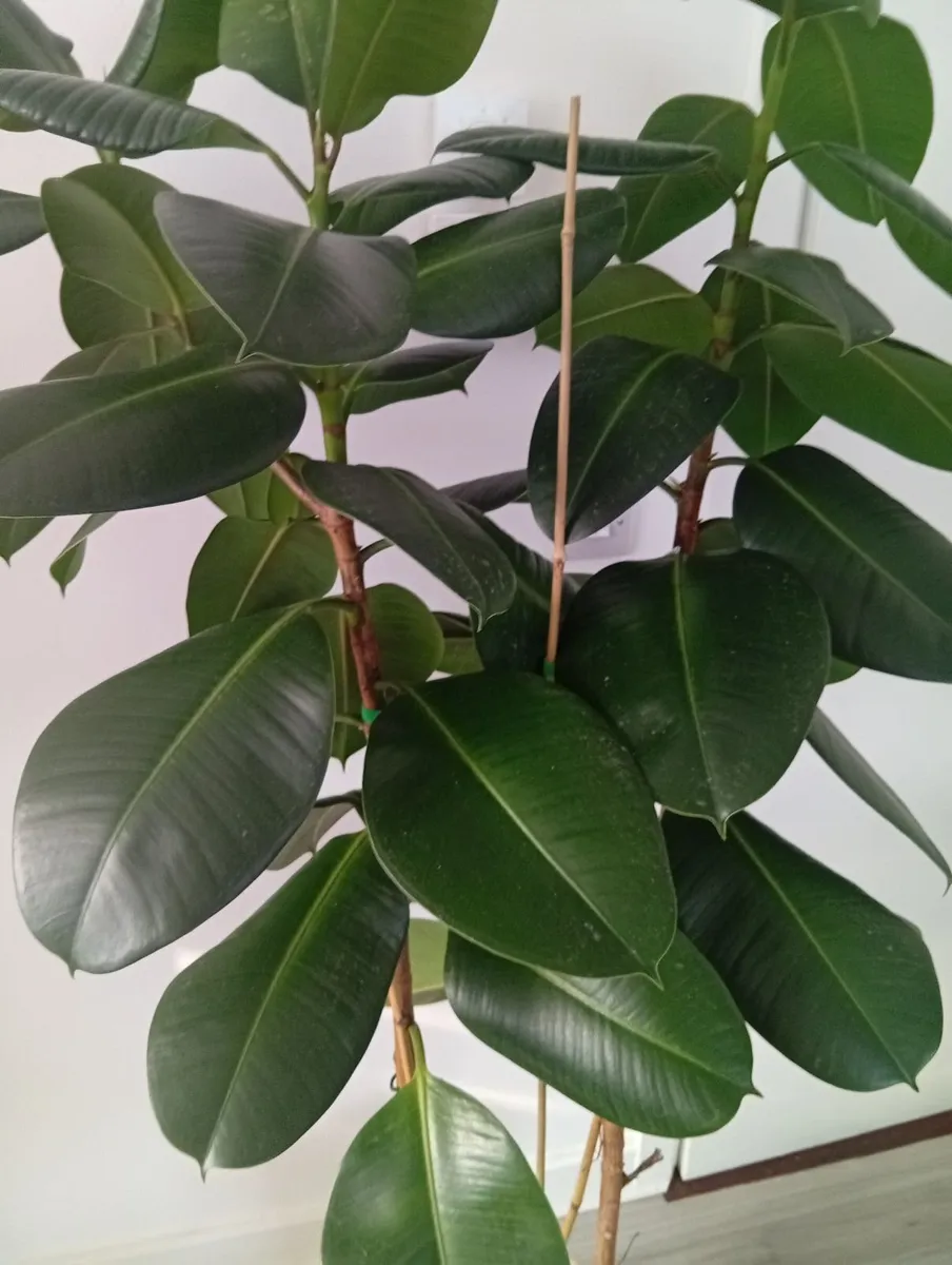 Huge rubber Ficus Plant in pot - Image 1