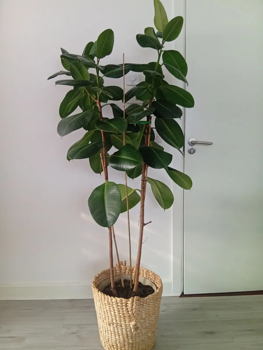 Huge rubber Ficus Plant in pot - Image 3