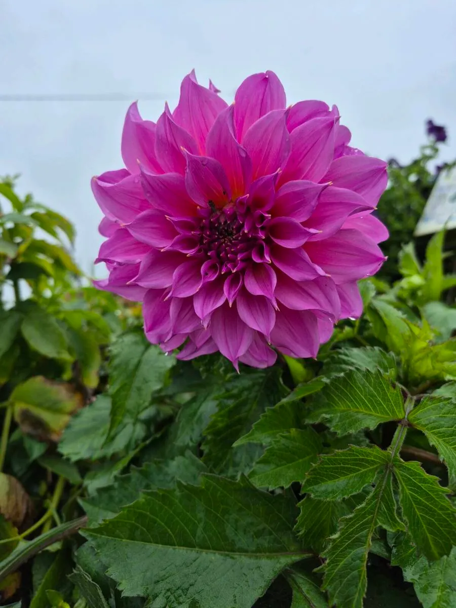Plants for sale 🪴 - Image 2