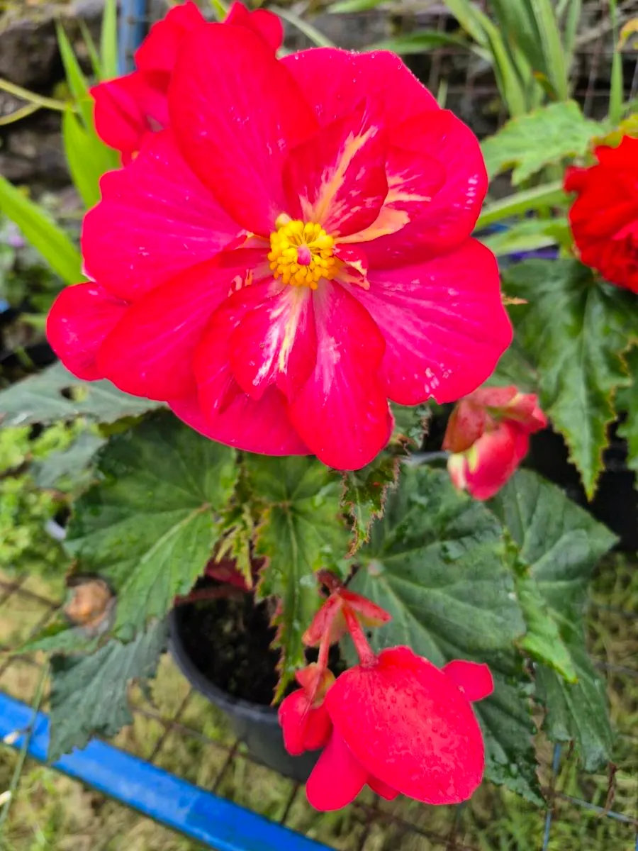 Plants for sale 🪴 - Image 3
