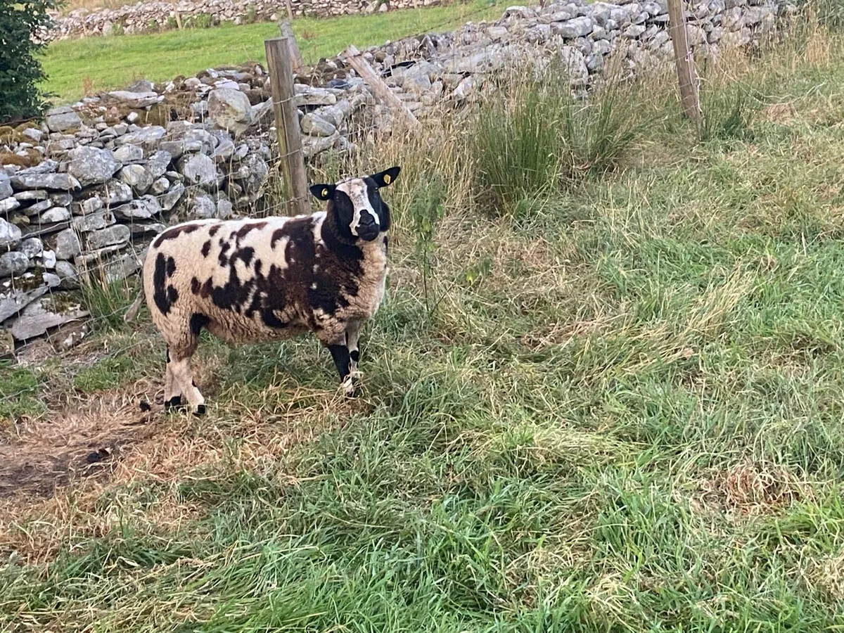 Spotted Dutch ewe and fat lambs - Image 1