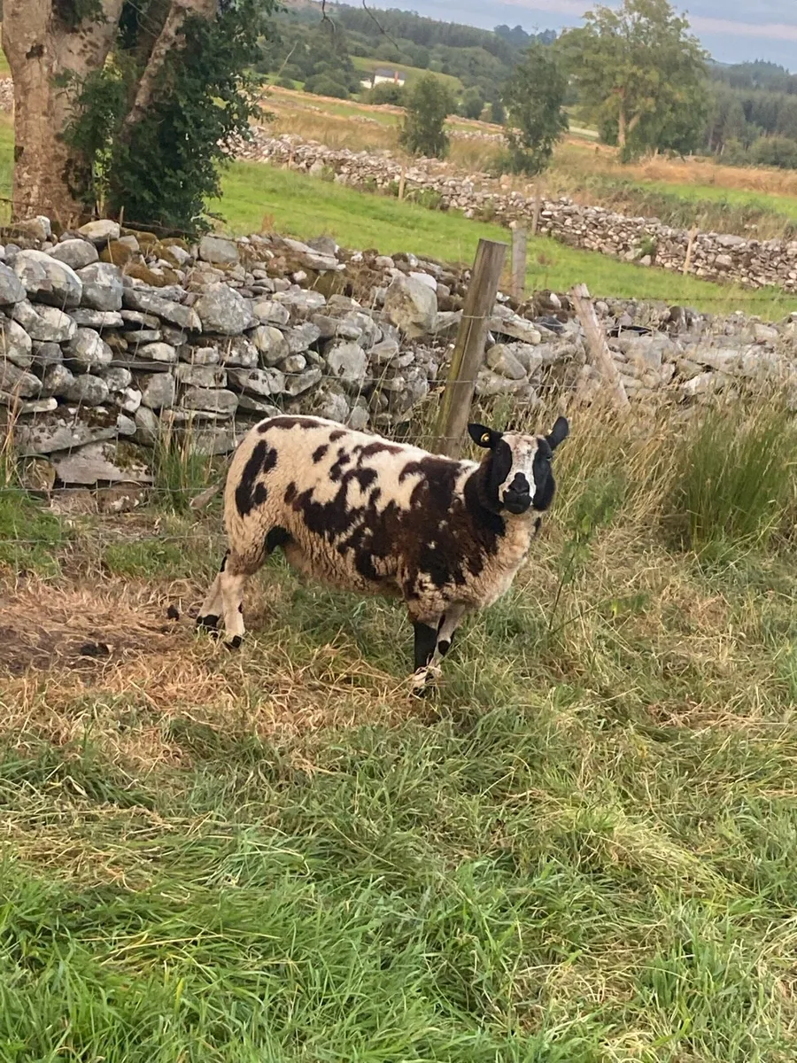 Spotted Dutch ewe and fat lambs - Image 2