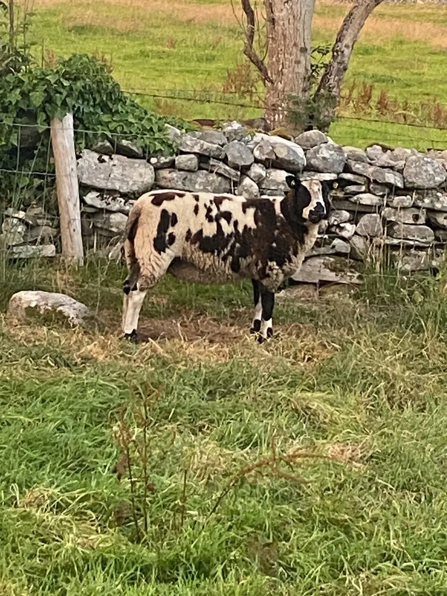 Spotted Dutch ewe and fat lambs - Image 4