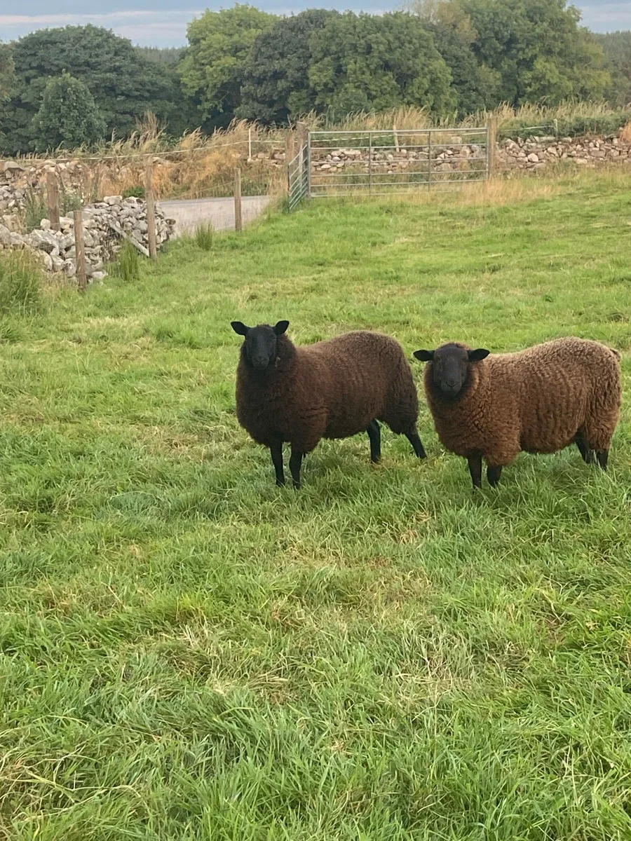 Spotted Dutch ewe and fat lambs - Image 3