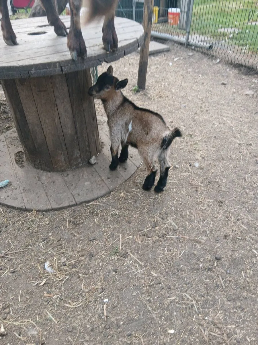 Pygmy goat kids - Image 4