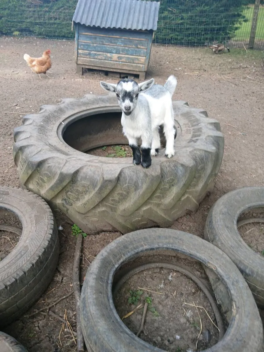 Pygmy goat kids - Image 1