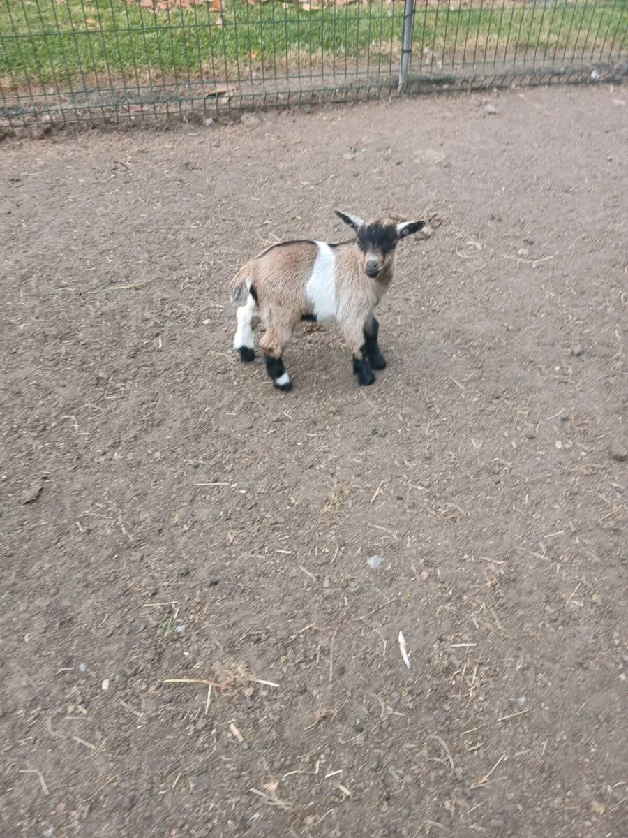 Pygmy goat kids - Image 2
