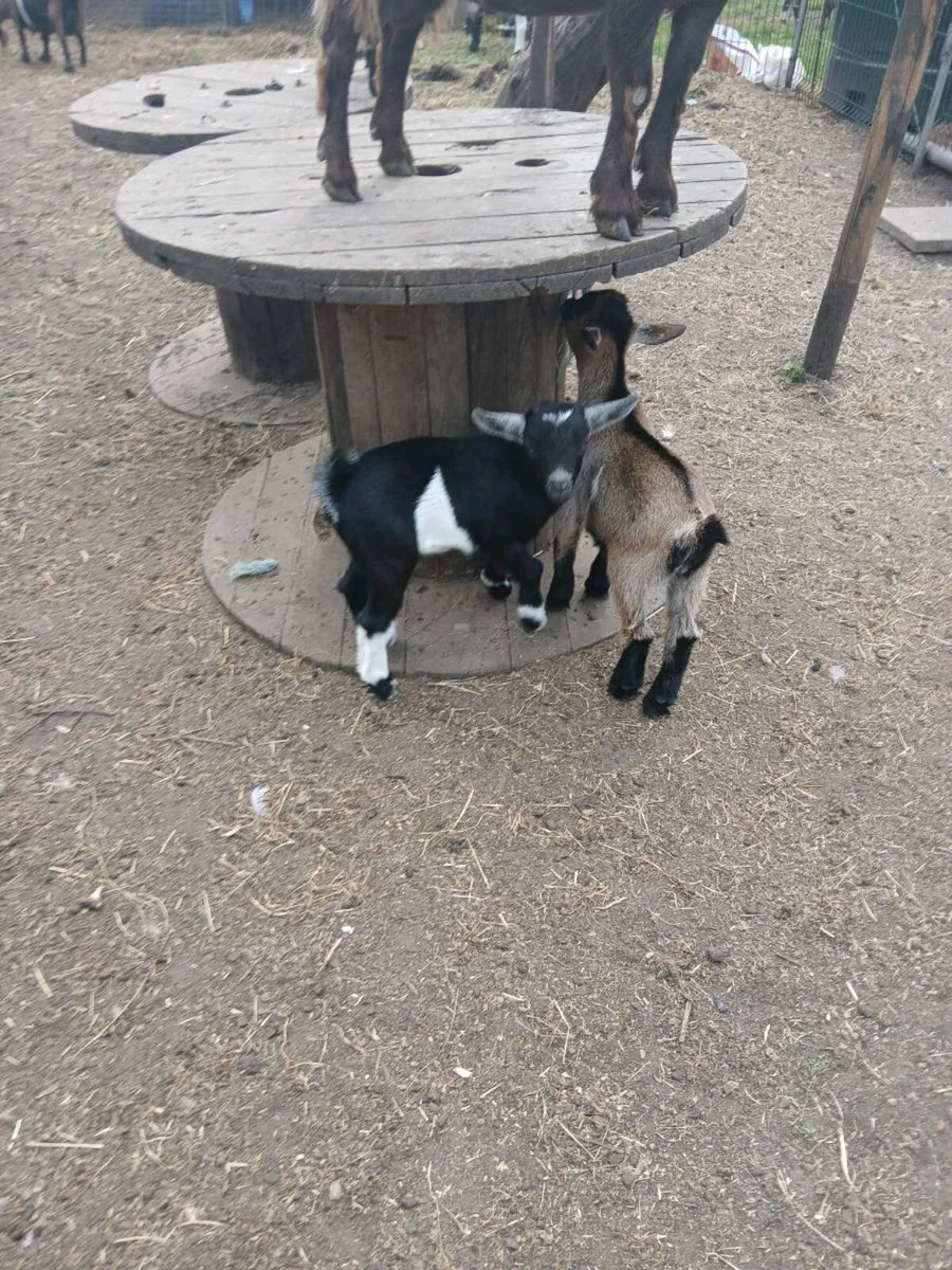 Pygmy goat kids - Image 3