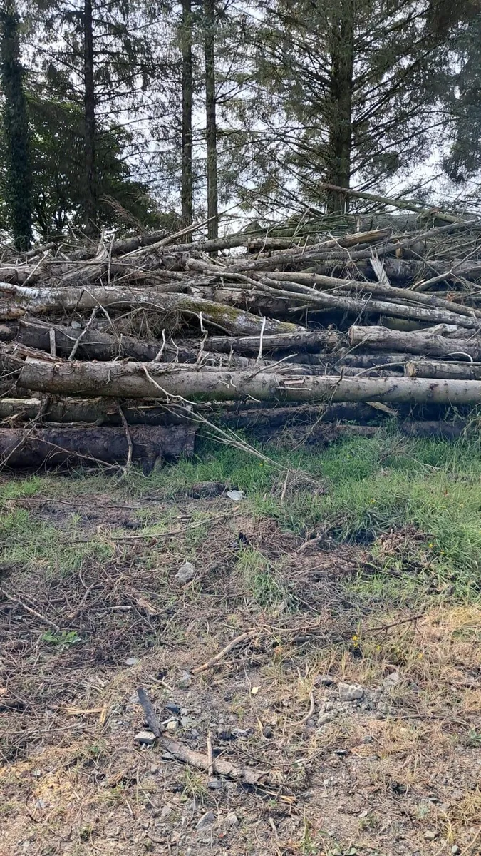 Firewood - Image 3