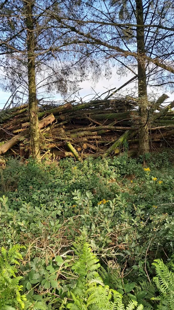 Firewood - Image 1