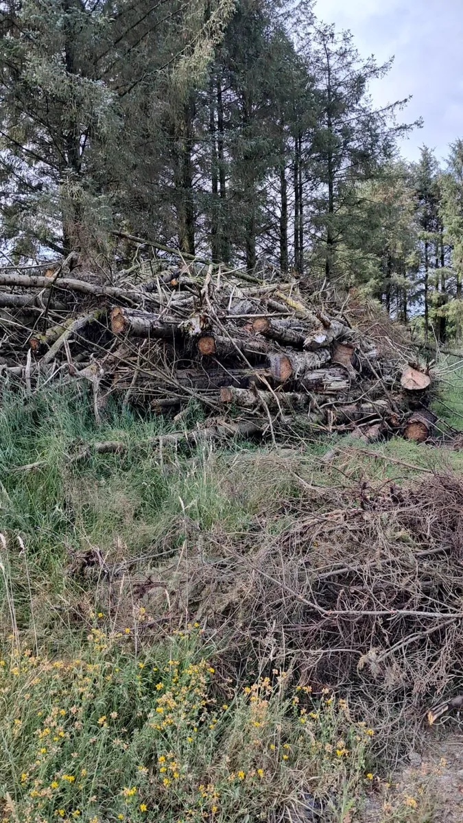 Firewood - Image 2