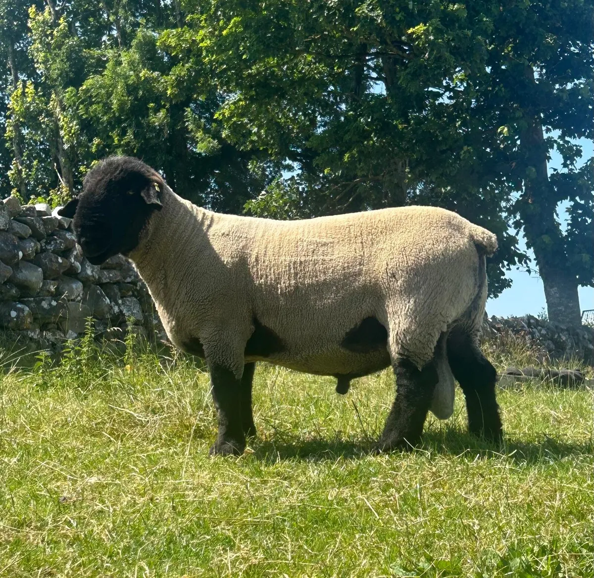 Suffolk stock ram - Image 1