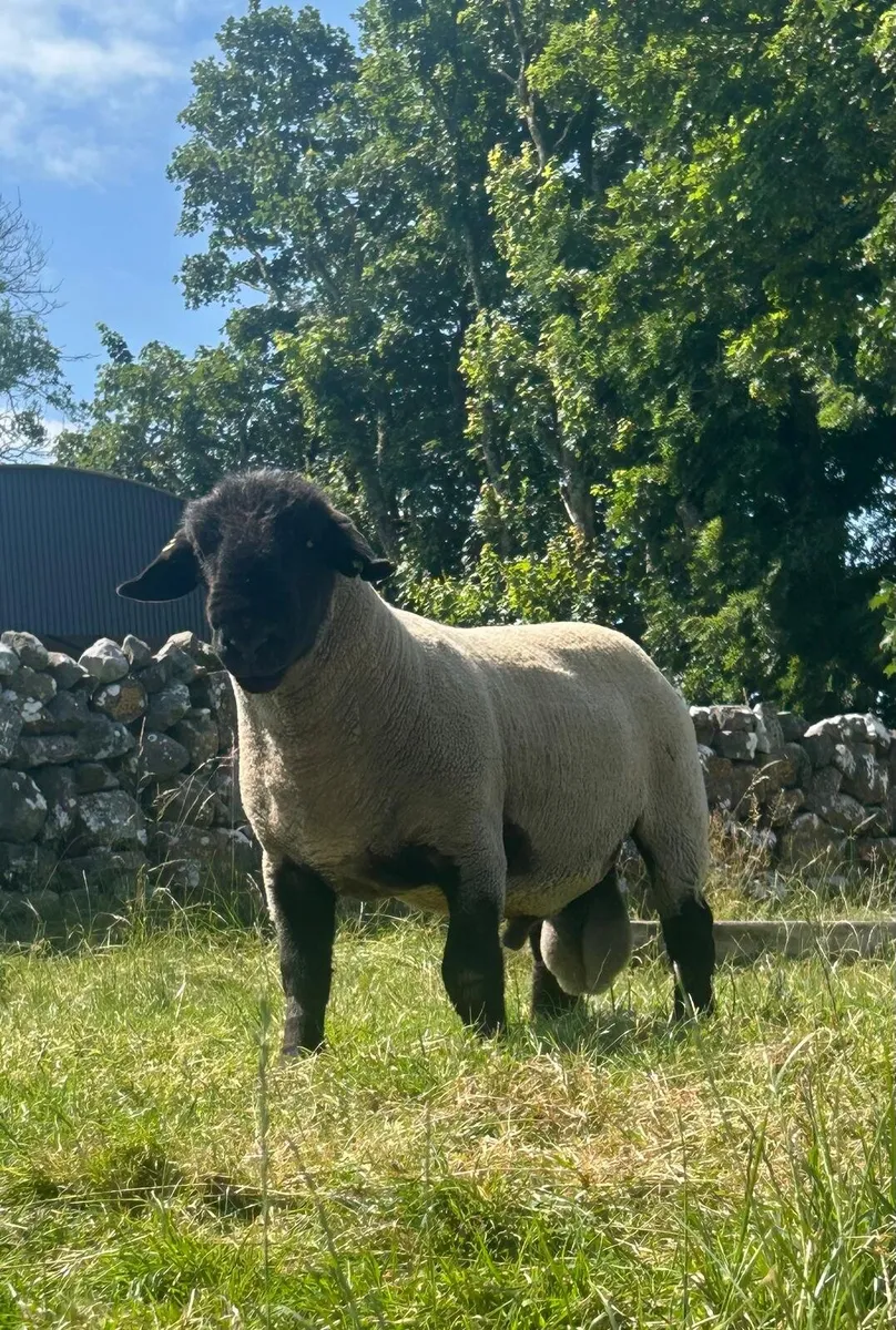 Suffolk stock ram - Image 2
