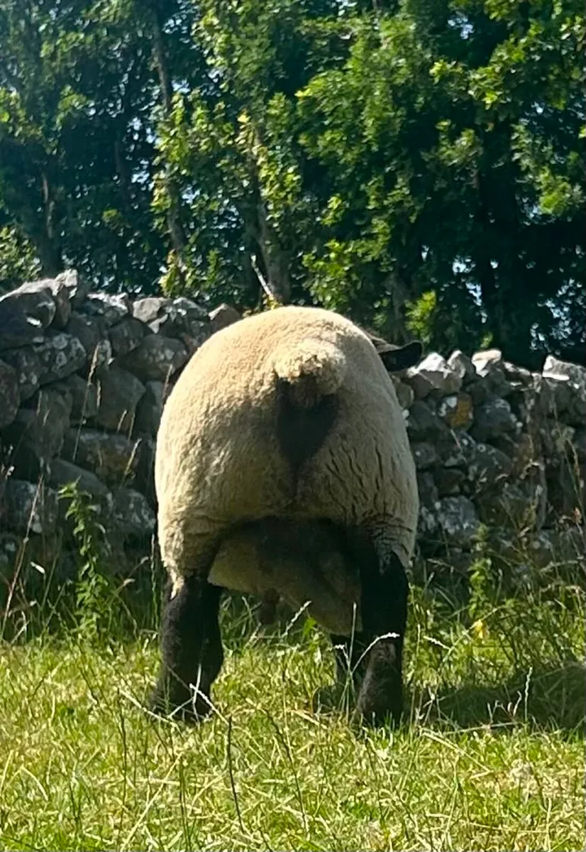 Suffolk stock ram - Image 3