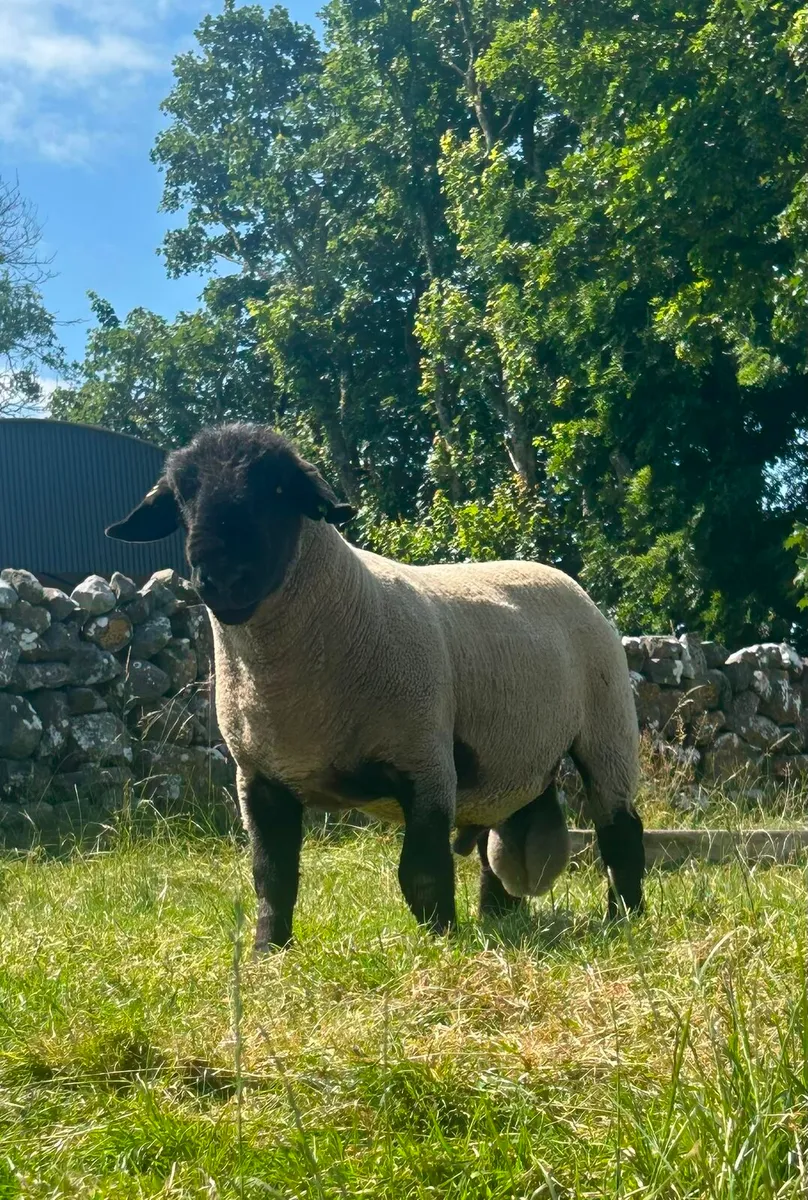 Suffolk stock ram - Image 4