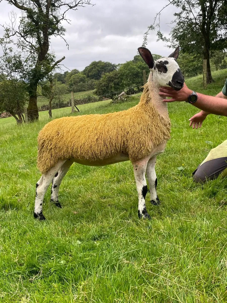 2 Caoramor Ewe Lamb for Blue Beauty's Timed Sale - Image 2