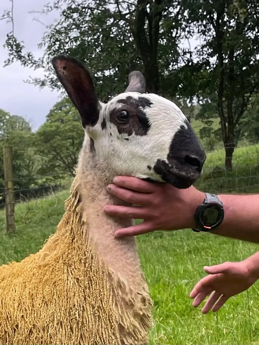 2 Caoramor Ewe Lamb for Blue Beauty's Timed Sale - Image 1