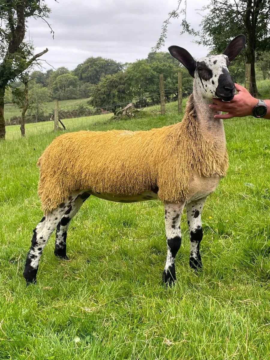 2 Caoramor Ewe Lamb for Blue Beauty's Timed Sale - Image 4