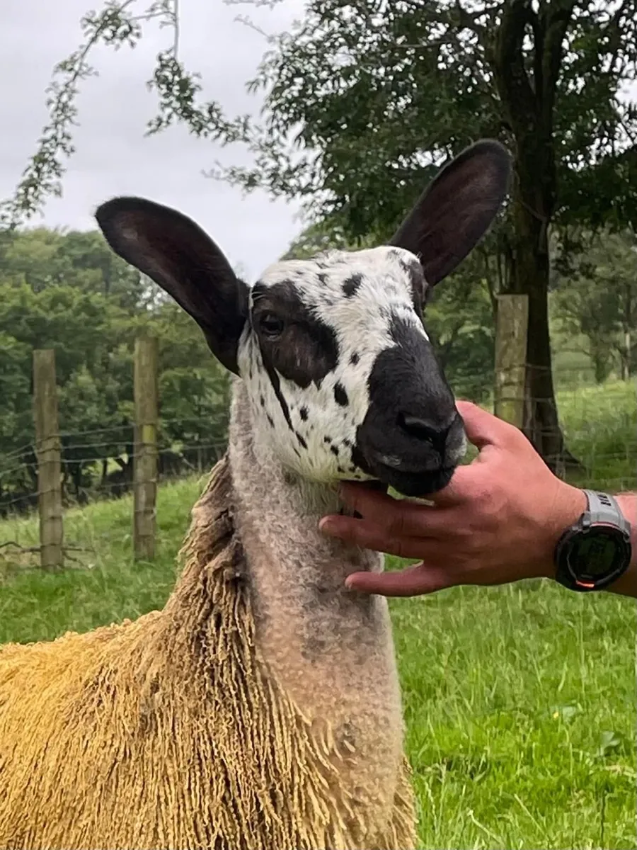 2 Caoramor Ewe Lamb for Blue Beauty's Timed Sale - Image 3