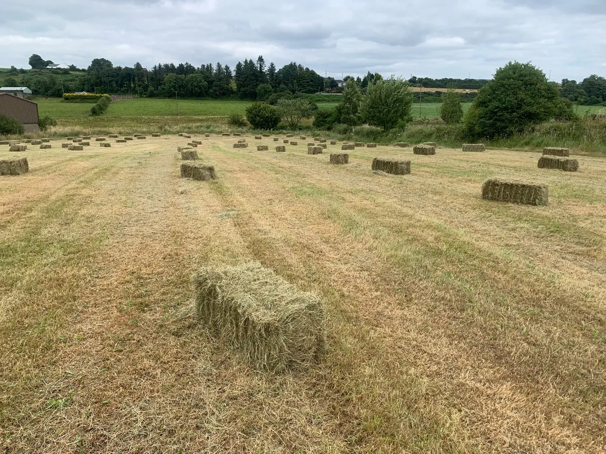 Small bales Hay - Image 1