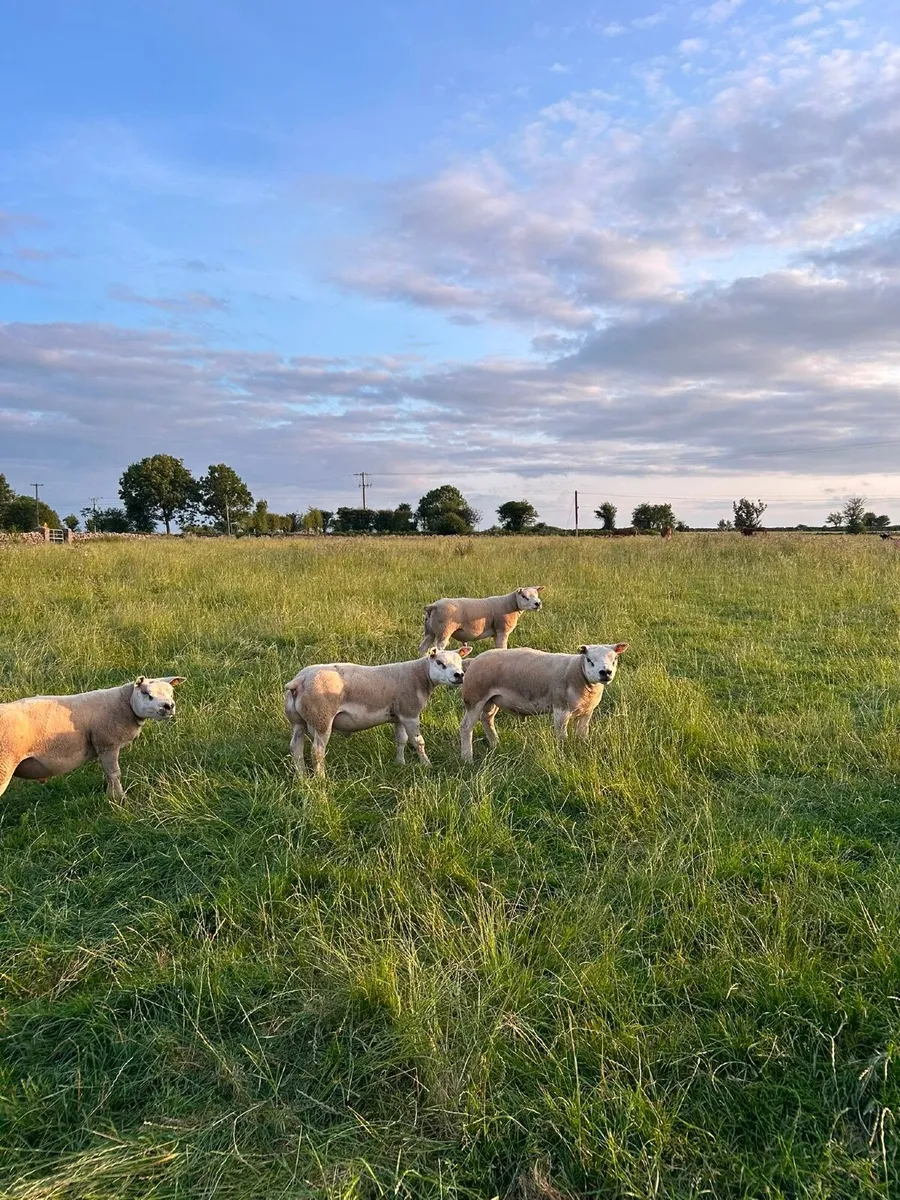 Pedigree Texel Shearling Rams for Sale - Image 2