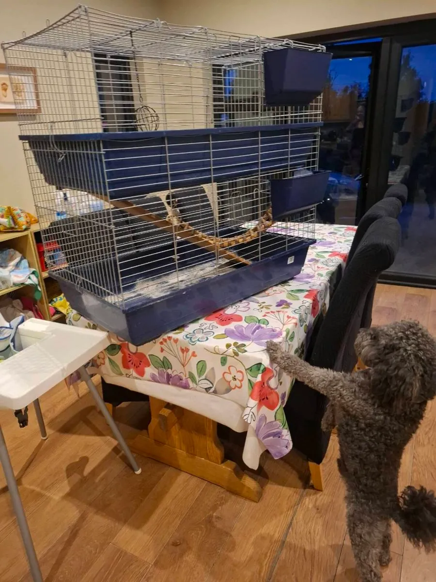 Guinea Pig 2 tier enclosure - Image 2