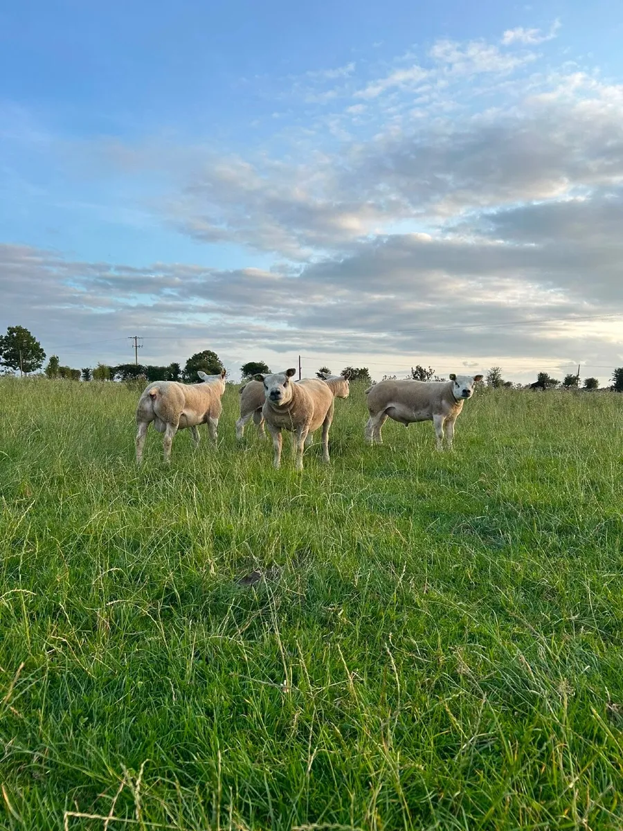 Pedigree Texel Shearling Rams for Sale - Image 3