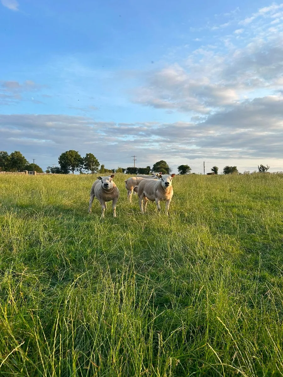 Pedigree Texel Shearling Rams for Sale - Image 4