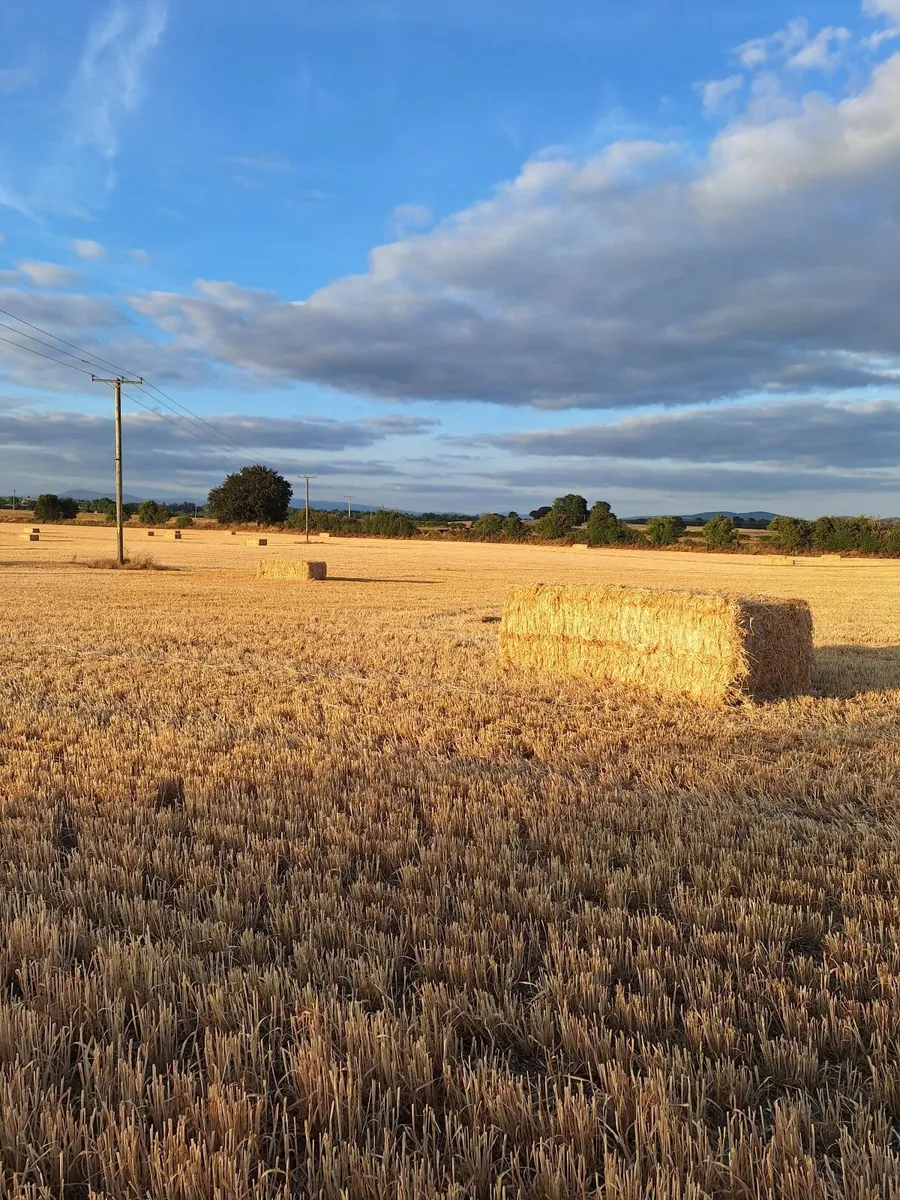 Straw - Image 1