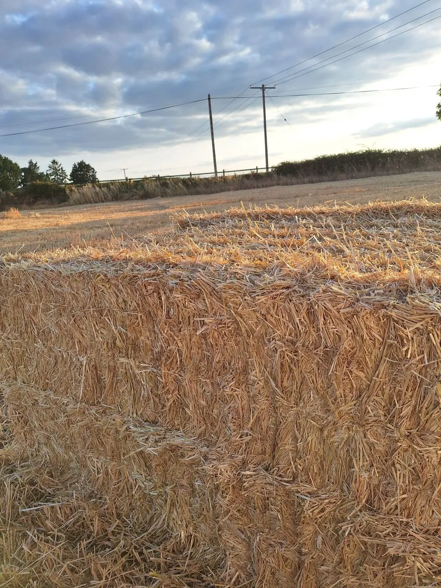 Straw - Image 3