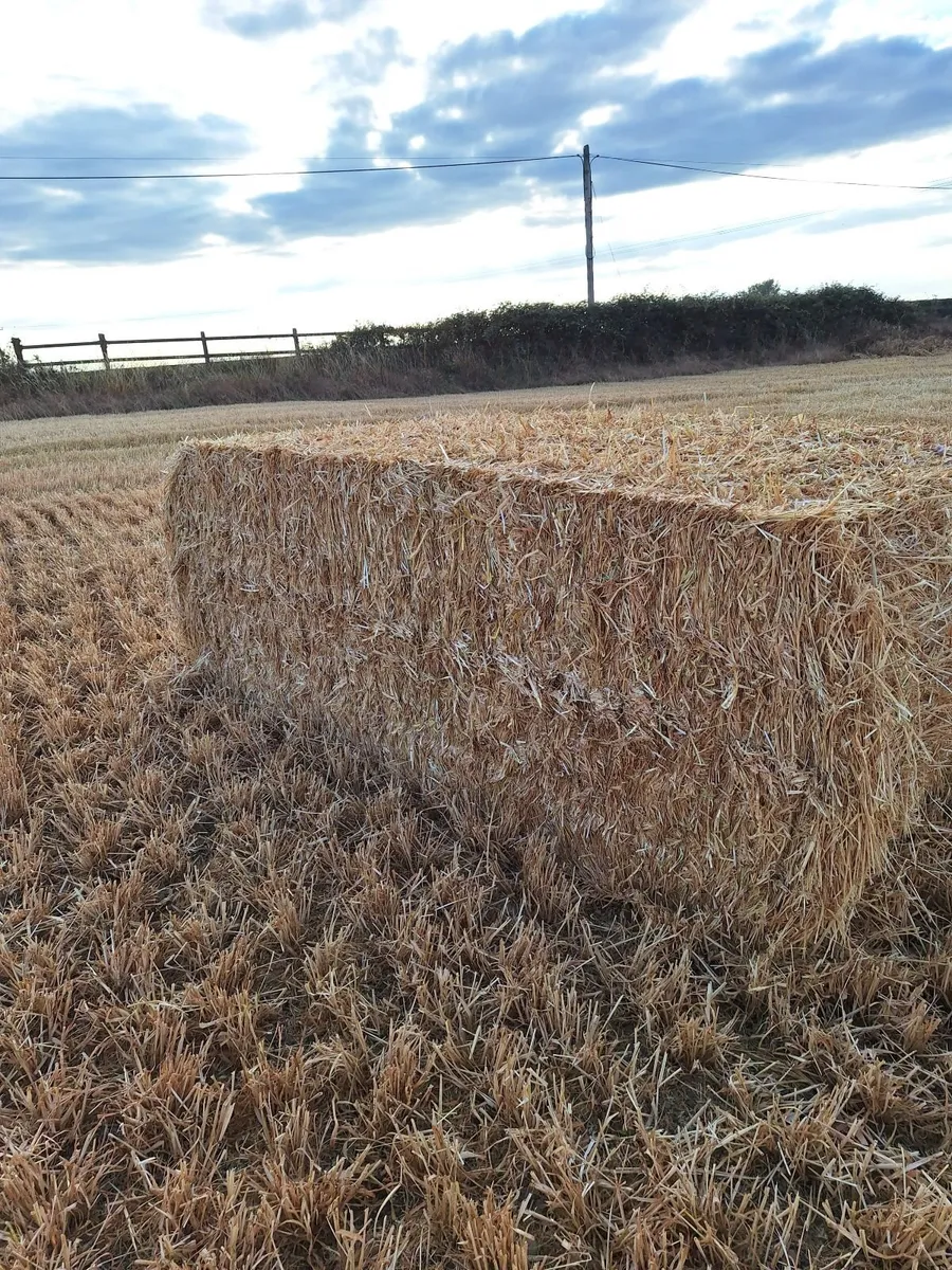 Straw - Image 2