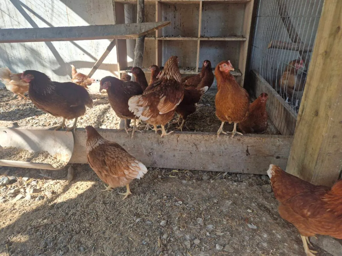 Large selection of hens/ducks/goats/llama & pigs - Image 2