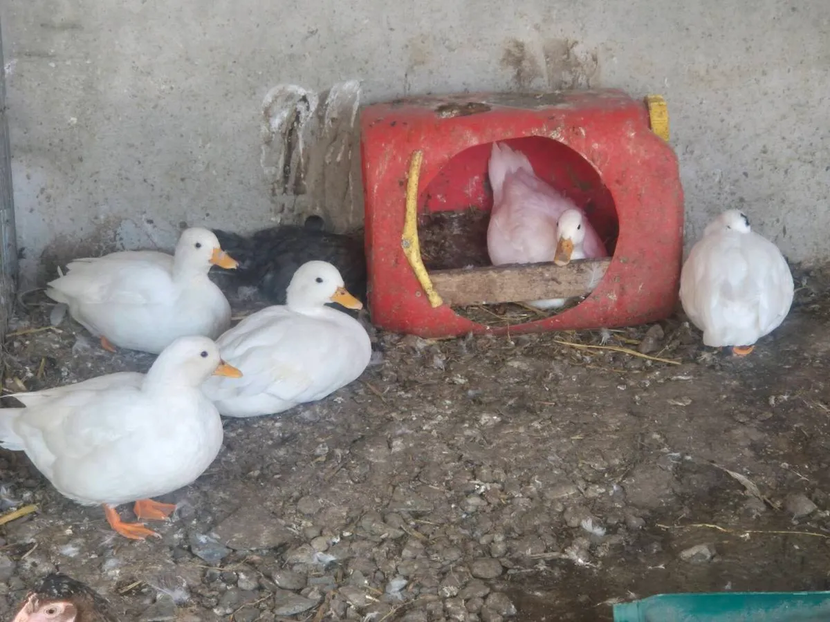Large selection of hens/ducks/goats/llama & pigs - Image 3