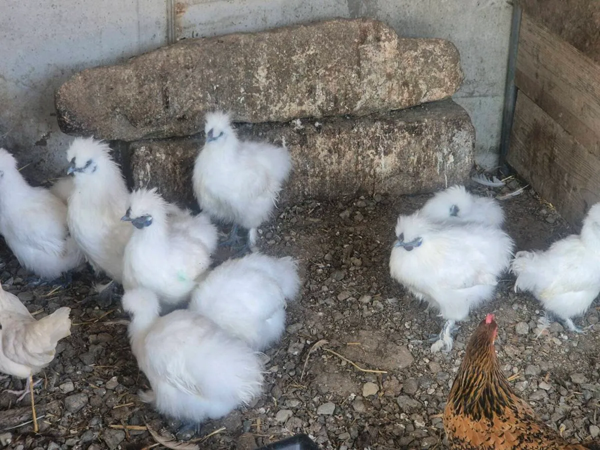 Large selection of hens/ducks/goats/llama & pigs - Image 4