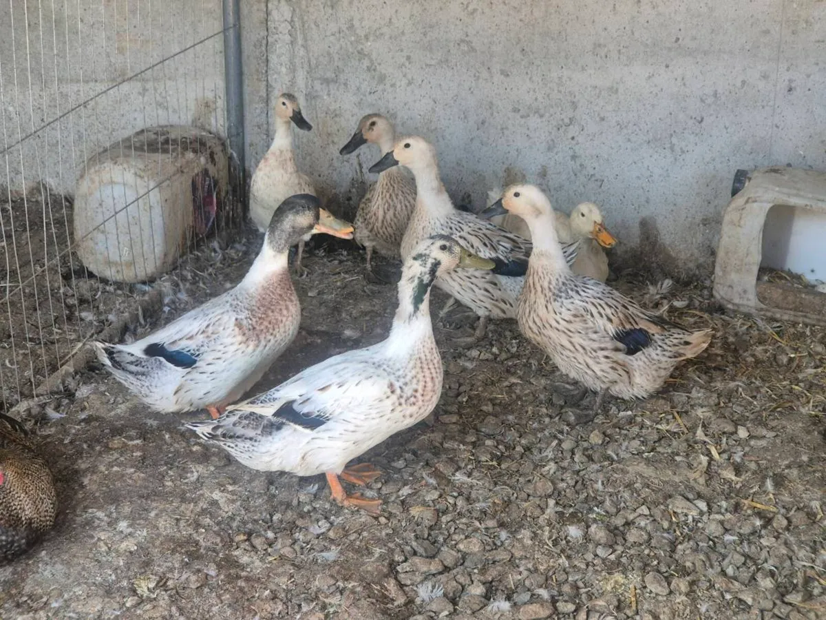 Guinea fowl/hens/ducks/goats/llama & pigs - Image 4