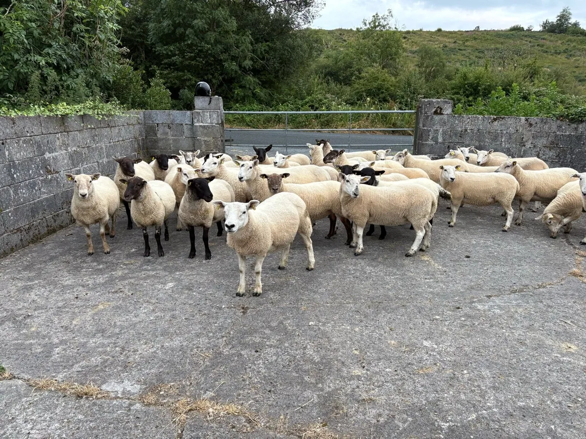 Hogget - Image 1