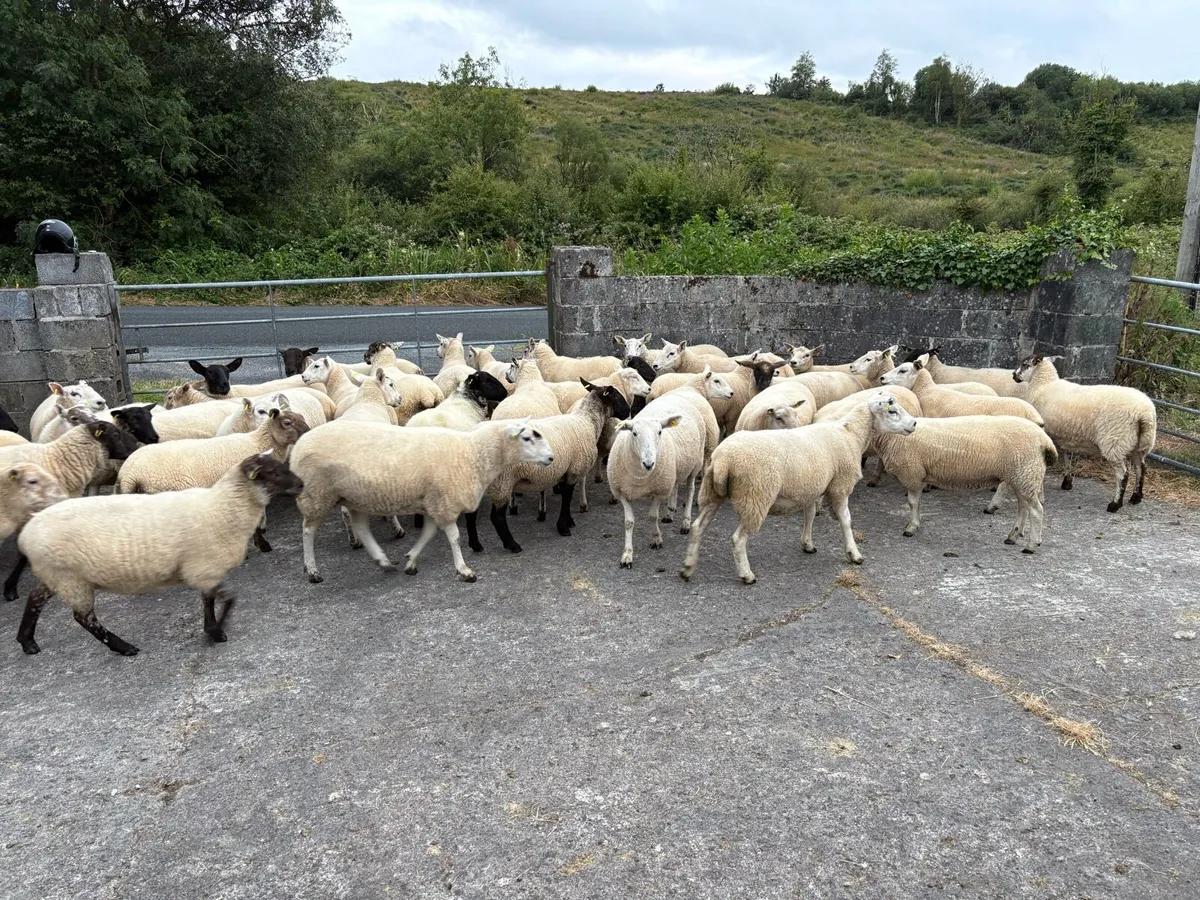 Hogget - Image 2